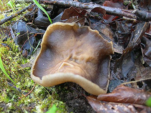 Alla ricerca della spugnola acuminata